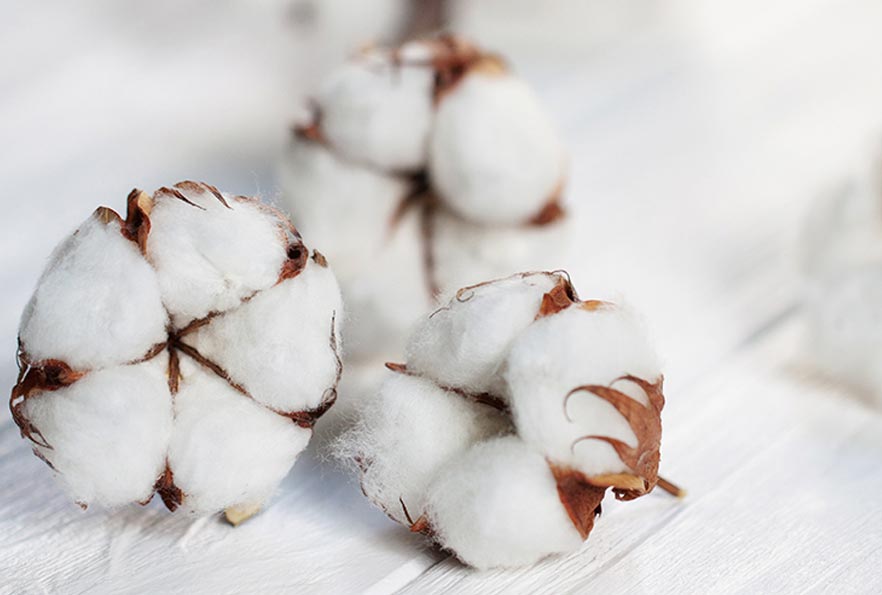 オーガニックコットン巾着 特徴(人気のオーガニックコットン)